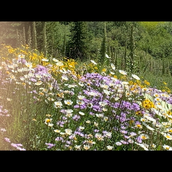 Meet your Posher, Laurene - Picture 3 of 4